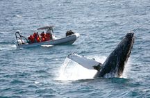 Whale and Dolphin Watching Experience in San Diego
