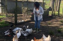 Wool Sheep Farm Experience with Handmade Wool Hat in New Zealand 