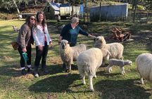 Wool Sheep Farm Experience with Handmade Wool Hat in New Zealand 
