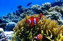 Okinawa: Scuba Diving Tour with Wagyu Lunch and English guide