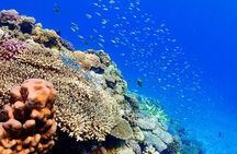 Okinawa: Scuba Diving Tour with Wagyu Lunch and English guide