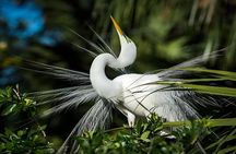 Everglades Immersion Tour: The Ultimate Everglades Adventure