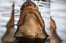 Everglades Immersion Tour: The Ultimate Everglades Adventure