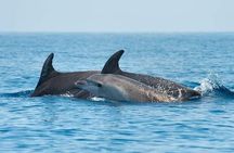 Dolphin Watching Boat Excursion to Figarolo Island from Olbia