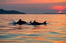 Dolphin Watching Tour with Snorkeling from Olbia