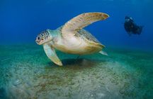 Scuba Diving Experience & MUSAN Dive + Free Edited Video 2xdives