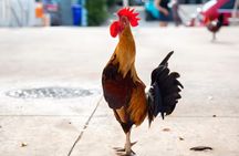 Key West: The Conch Republic Come Alive