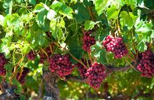 Swan Valley Wine Discovery: Private Tour from Perth