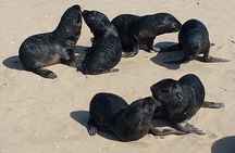 Seal Kayaking at Pelican Point from Swakopmund