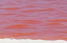 Seal Kayaking at Pelican Point from Swakopmund