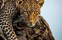 4 Days Tarangire, Serengeti & Ngorongoro Crater Joining Group