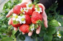 Eobi Valley(Winter), Strawberry, Nami Island & Railbike fr Seoul