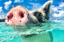  3 Islands Tour, Swim with Pigs, Turtles, Snorkelling & lunch 