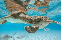  3 Islands Tour, Swim with Pigs, Turtles, Snorkelling & lunch 