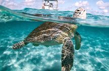  3 Islands Tour, Swim with Pigs, Turtles, Snorkelling & lunch 