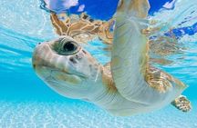  3 Islands Tour, Swim with Pigs, Turtles, Snorkelling & lunch 