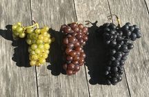 Half Day Tamar Valley Wine Tour