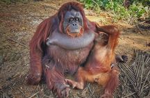 Orangutan Island & Perak Tong Cave Temple Tour from Kuala Lumpur