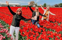 Amsterdam: Day trip to Tulip Farm, Keukenhof + Windmill Cruise
