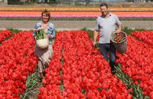 Amsterdam: Day trip to Tulip Farm, Keukenhof + Windmill Cruise