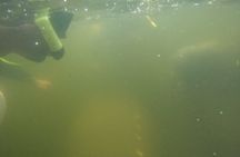 3 Hour Small Group All Inclusive Manatee Swim with free Photo pkg