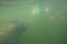 3 Hour Small Group All Inclusive Manatee Swim with free Photo pkg
