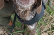 Truffle Hunting in Tuscany