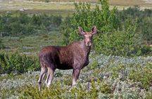 Moose safari adventure on ebike