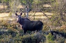 Moose safari adventure on ebike