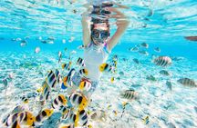 Reef Glass Bottom & Snorkel Tour