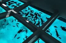 Reef Glass Bottom & Snorkel Tour