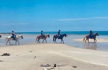 Horse Riding Tour at the Beach in Miami