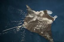 Manta Ray Night Snorkeling Adventure in Kailua-Kona