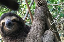 Full Day Private Tortuguero Canal and Zipline Adventure in Limon