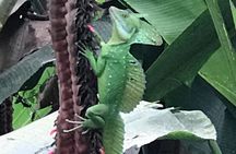 Full Day Private Tortuguero Canal and Zipline Adventure in Limon