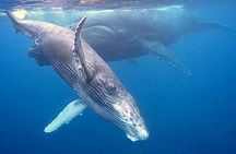 Eco-friendly Dolphin Watching Tour in Mauritius