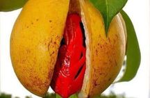 Private Half-Day Zanzibar Tour: Spice Farm & Stone Town Discovery