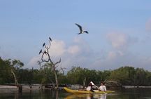 Kayak Mangroves Sunrise Experience 