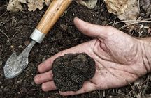 Truffle Hunting and tasting