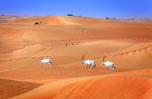 Dubai Experience: Quad bike, BBQ Dinner and Live Show