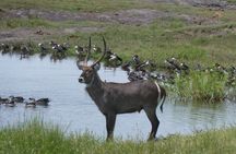 2 IN 1 Moremi Game Reserve Day Trip 
