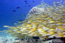 From Phi Phi: Half Day Discover Scuba (2 Dives)