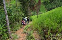Bush Hiking to explore Wild Plants & Fresh Fruits,Montego Bay
