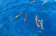 4-Hour Private Charter Adventures in Kona Coast 