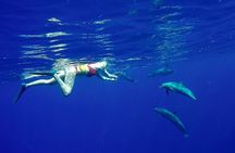Private Biologist-Led Sea'fari (up to 10 passengers)