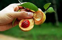 Full day private Zanzibar Jozani Forest Spice Farm with City tour