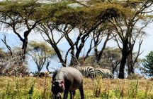  Lake Naivasha Day trip