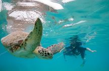 Private Turtles & Cenote Snorkeling in Tulum