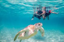 Private Turtles & Cenote Snorkeling in Tulum