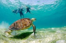 Private Turtles & Cenote Snorkeling in Tulum